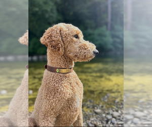Father of the Goldendoodle puppies born on 06/01/2025