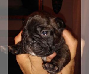 French Bulldog Puppy for sale in COLUMBIA, SC, USA