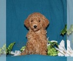 Small Goldendoodle (Miniature)