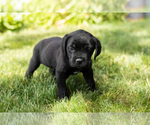 Small Photo #38 Cane Corso Puppy For Sale in WAKARUSA, IN, USA