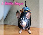 Small #30 Dachshund Mix