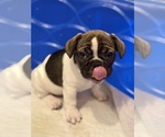 Small #2 French Bulldog