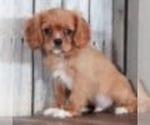 Small Photo #1 Cavalier King Charles Spaniel Puppy For Sale in MOUNT VERNON, OH, USA