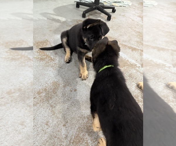 Medium Photo #5 German Shepherd Dog Puppy For Sale in BRIGHTON, CO, USA