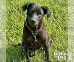 Small #5 Feist Terrier-Labrador Retriever Mix