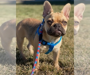 French Bulldog Puppy for sale in COLORADO SPRINGS, CO, USA