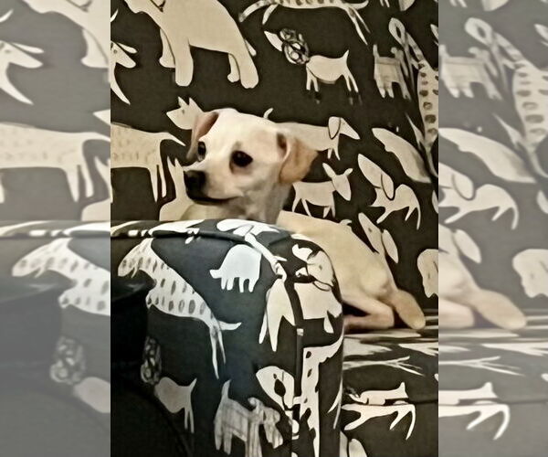 Medium Photo #1 Chihuahua-Unknown Mix Puppy For Sale in Alexandria, KY, USA