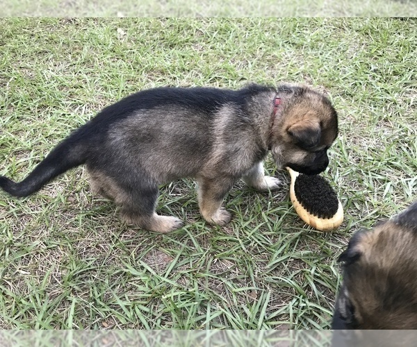 Medium Photo #29 German Shepherd Dog Puppy For Sale in ZEPHYRHILLS, FL, USA