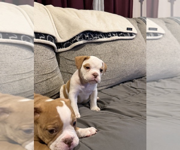 Medium Photo #1 Olde English Bulldogge Puppy For Sale in HAMMOND, IN, USA