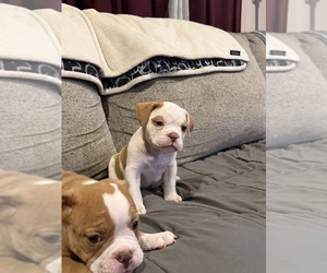 Olde English Bulldogge Puppy for sale in HAMMOND, IN, USA