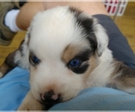 Small Photo #2 Australian Shepherd Puppy For Sale in ALLEN JAY, NC, USA
