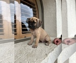 Small Photo #7 Cane Corso Puppy For Sale in RANCHO PALOS VERDES, CA, USA