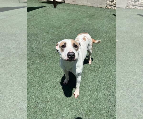 Medium Photo #11 Mutt Puppy For Sale in Rockwall, TX, USA
