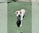 Small #10 Mutt