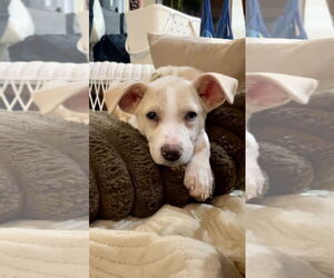 Mutt Dogs for adoption in Hillsboro, MO, USA