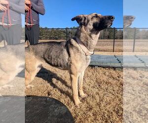 Medium German Shepherd Dog