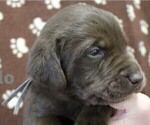 Small Photo #5 Labrador Retriever Puppy For Sale in SENECA FALLS, NY, USA