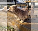 Small Photo #3 Mutt Puppy For Sale in Shillington, PA, USA