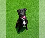 Small #15 Labrador Retriever Mix