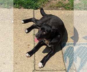 Labrador Retriever-Unknown Mix Dogs for adoption in Oakhurst, NJ, USA