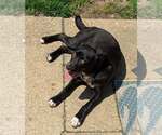 Small Labrador Retriever Mix