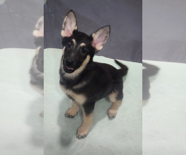 Medium Photo #2 Mutt Puppy For Sale in Walnutport, PA, USA