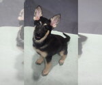 Small #1 Mutt