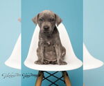 Small #10 American Pit Bull Terrier-German Shepherd Dog Mix