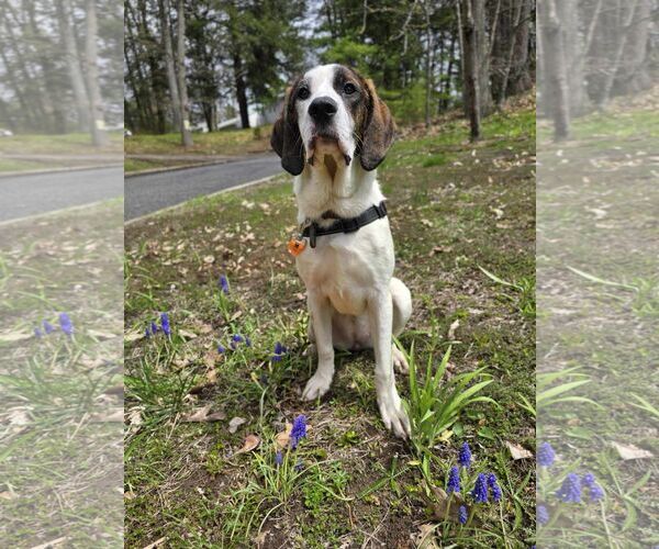 Medium Photo #1 Mutt Puppy For Sale in Shelburne, VT, USA
