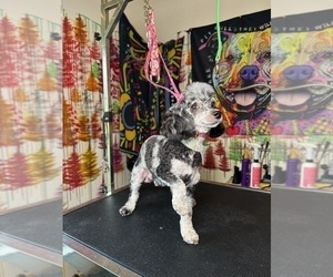 Poodle (Toy) Puppy for sale in COLUMBIA, SC, USA