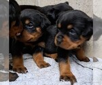 Small #2 Rottweiler