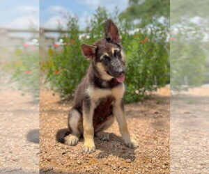 German Shepherd Dog-Unknown Mix Dogs for adoption in PIPE CREEK, TX, USA