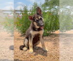 Small German Shepherd Dog Mix