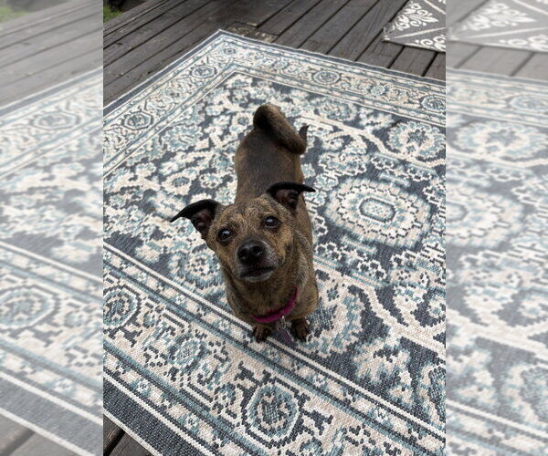 Medium Photo #5 Chihuahua-Unknown Mix Puppy For Sale in Mundelein, IL, USA