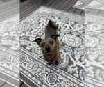Small #4 Chihuahua Mix