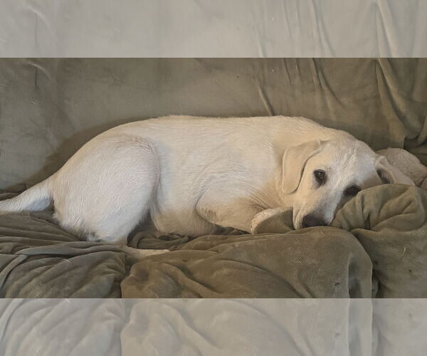 Medium Photo #8 Great Pyrenees-Unknown Mix Puppy For Sale in Dallas, TX, USA