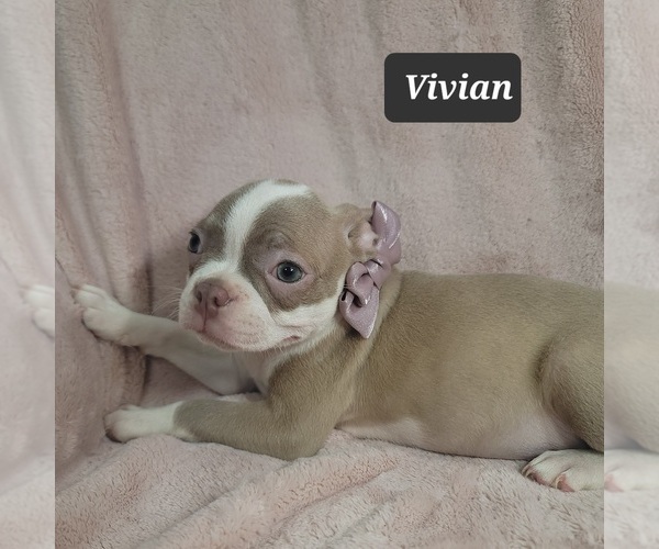 Medium Photo #6 Boston Terrier Puppy For Sale in MINERAL WELLS, WV, USA