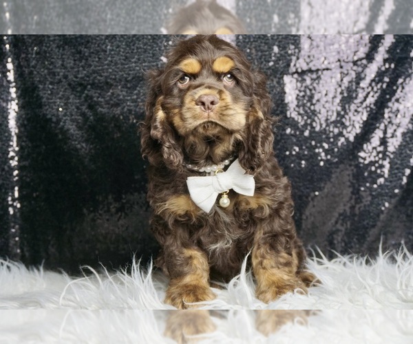 Medium Photo #2 Cocker Spaniel Puppy For Sale in WARSAW, IN, USA