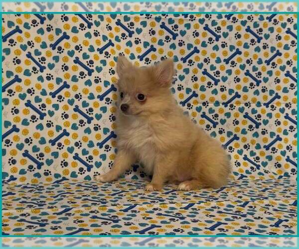 Medium Photo #4 Pomeranian Puppy For Sale in CLARKSVILLE, TN, USA