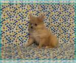 Small #3 Pomeranian