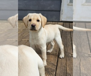 Labrador Retriever Puppy for sale in IOWA FALLS, IA, USA