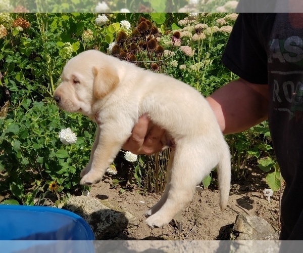 Medium Photo #3 Labrador Retriever Puppy For Sale in KNAPP, WI, USA