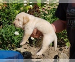 Small Photo #3 Labrador Retriever Puppy For Sale in KNAPP, WI, USA