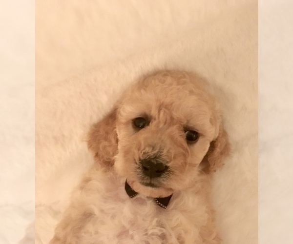 Medium Photo #2 Poodle (Toy) Puppy For Sale in SAFFORD, AZ, USA