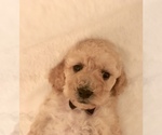 Small Photo #2 Poodle (Toy) Puppy For Sale in SAFFORD, AZ, USA