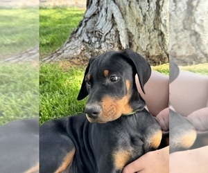 Medium Doberman Pinscher