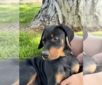 Puppy 4 Doberman Pinscher