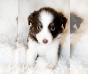 Miniature Australian Shepherd Puppy for sale in KEOTA, IA, USA