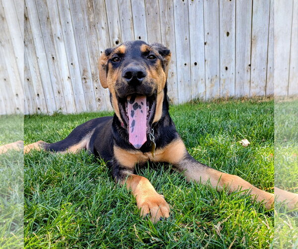 Medium Photo #26 Doberman Pinscher-German Shepherd Dog Mix Puppy For Sale in Sandy, UT, USA