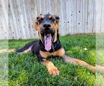 Small #25 Doberman Pinscher-German Shepherd Dog Mix